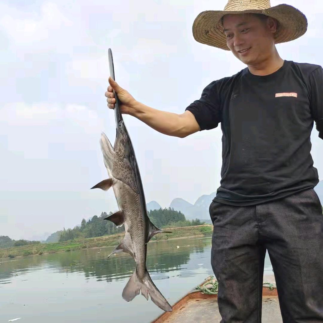 宜州区洛东龙江河生态鱼