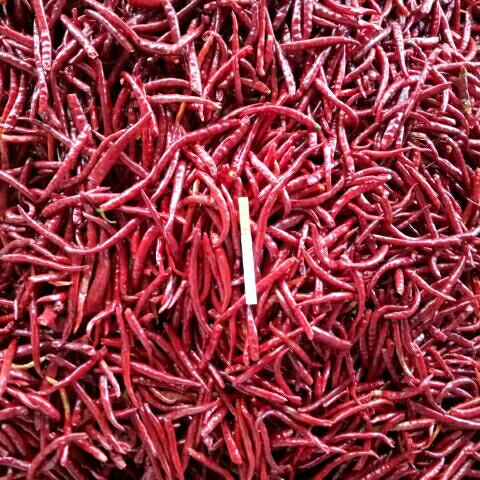 成俊种植专业合作、社