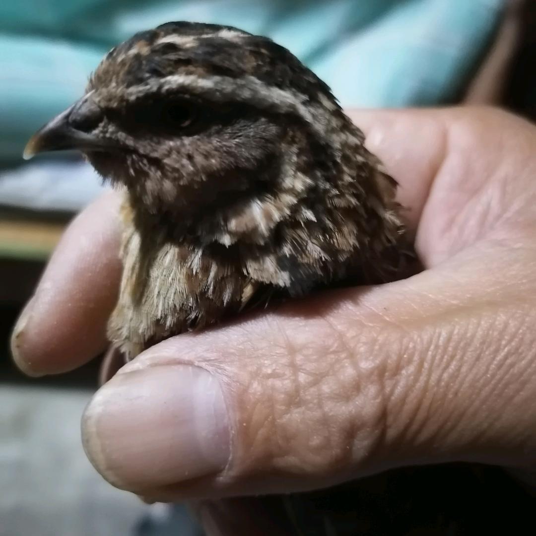 美好生活在与乐