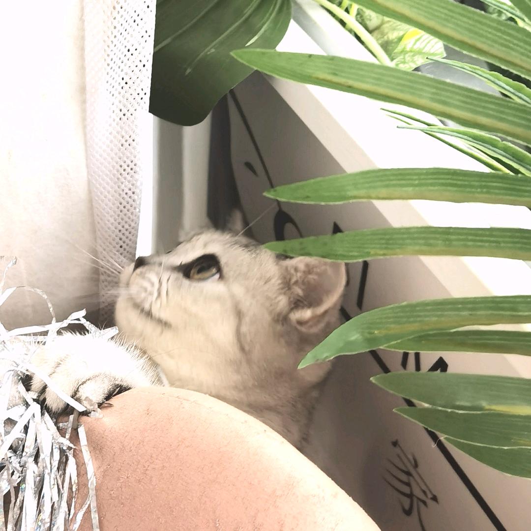 杨梅初酿