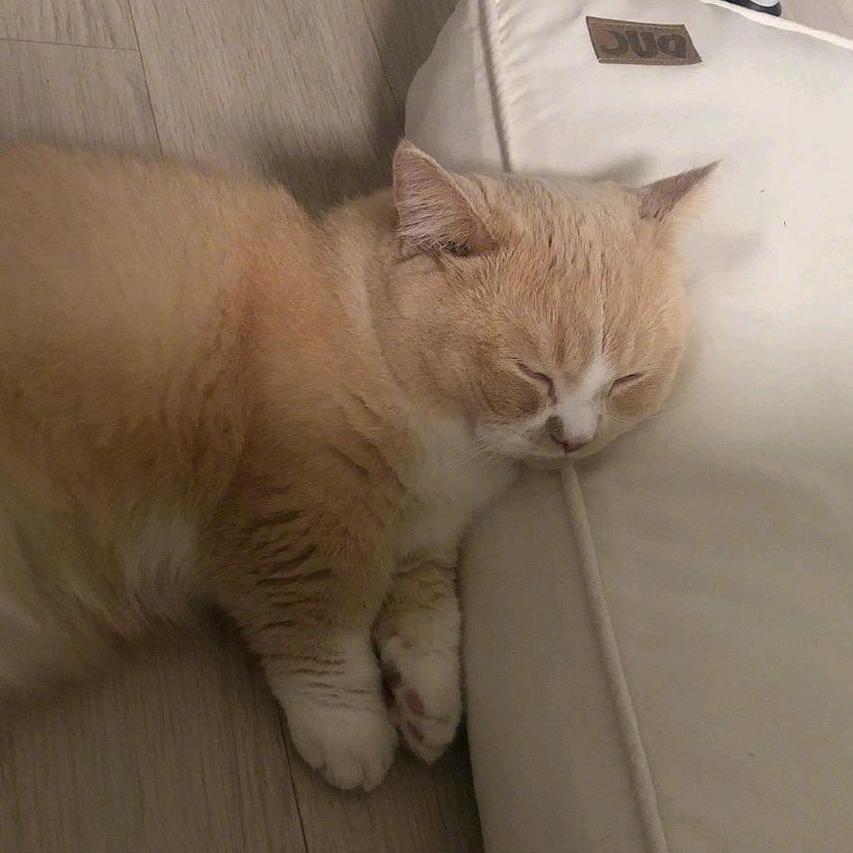 蓝猫别偷懒🏀