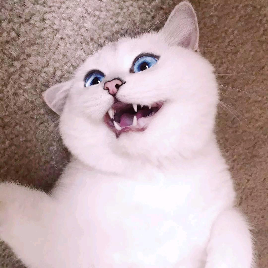 小心怡怡
