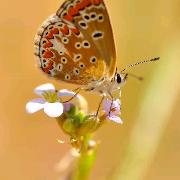 用户2606384438650胡 胡淼峰