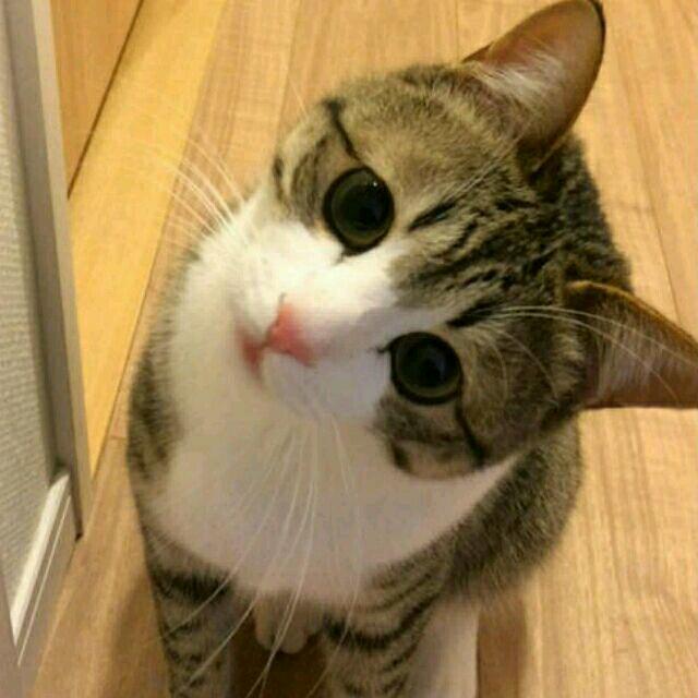 王小猫不到一百四