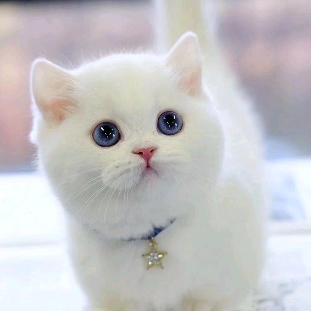 小黄人