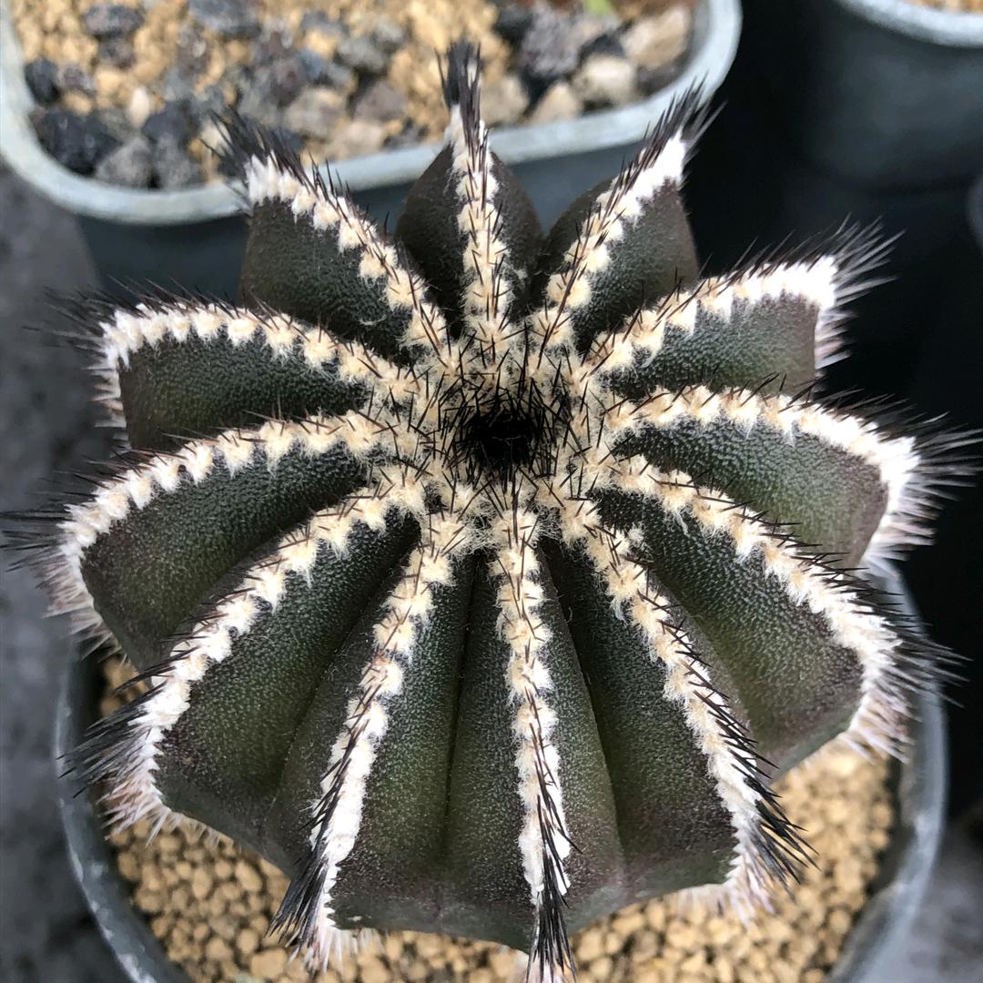 芊悦仙人球