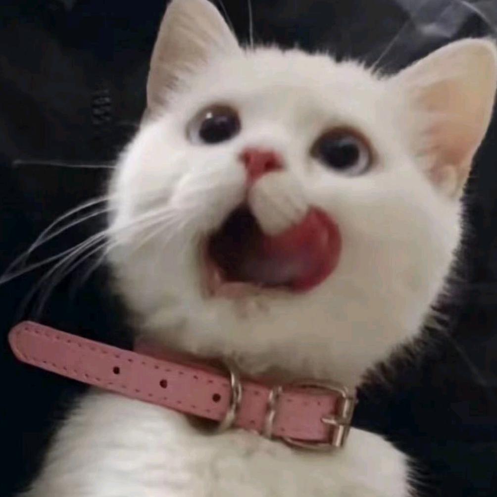 一只小熊.