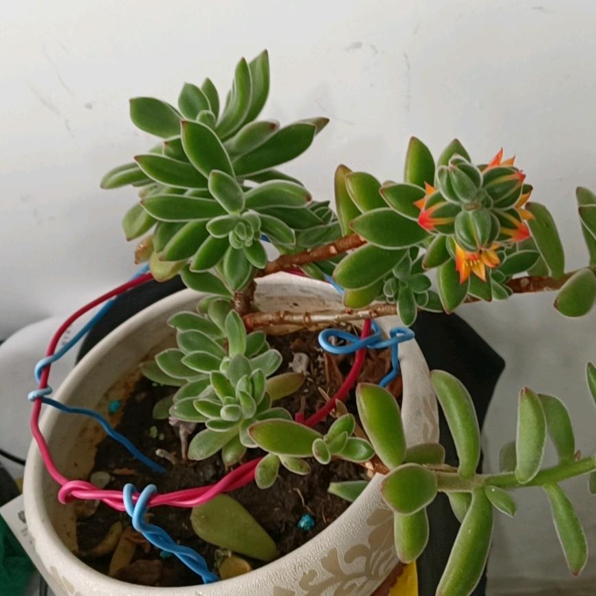 玉