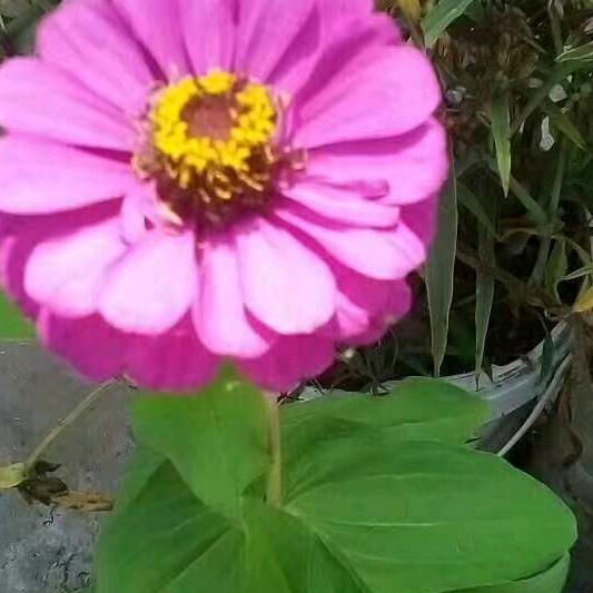 🌻76年的二月龙💃🌞