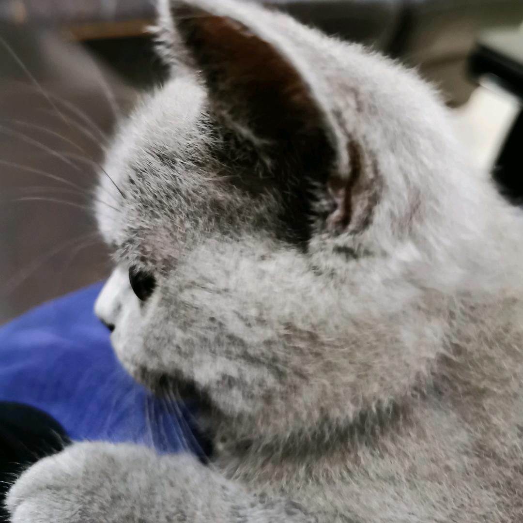 庄子的庄