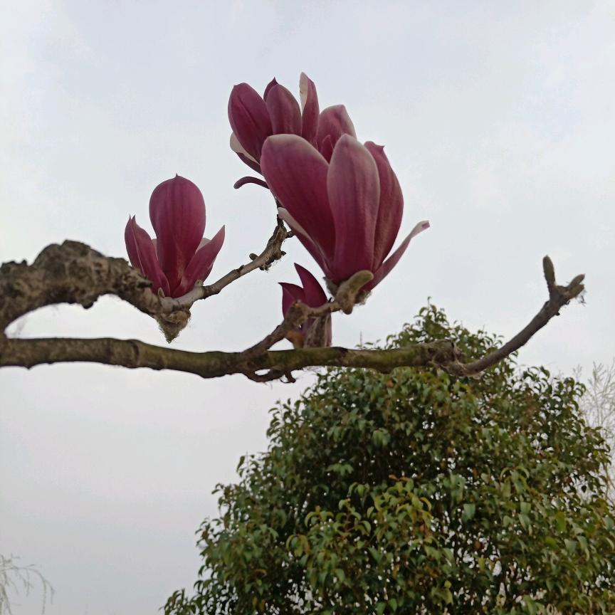 用户9172399942158，云龙