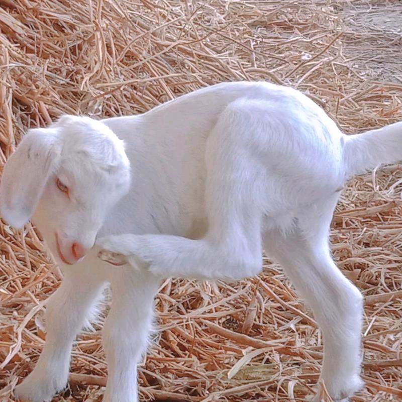 魔鬼筋肉人⚠️