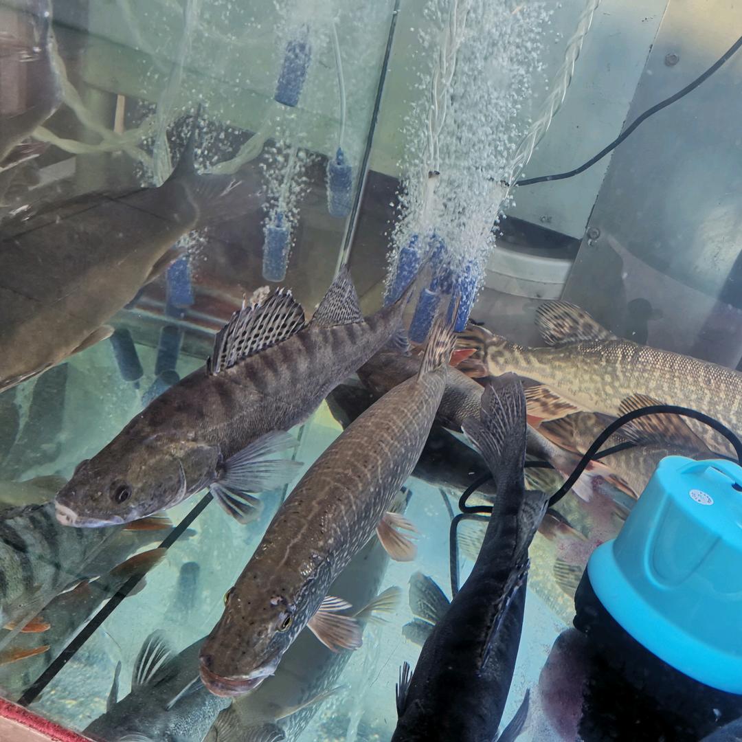 布尔津买西来甫冷水鱼大盘鸡