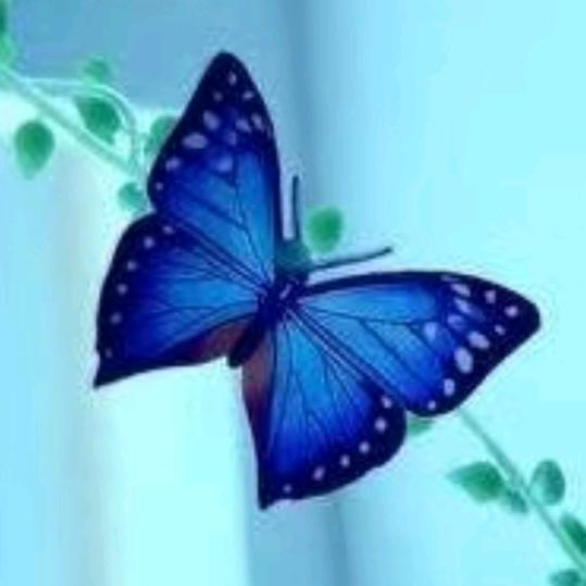 丛林中的蝴蝶冷月🦋