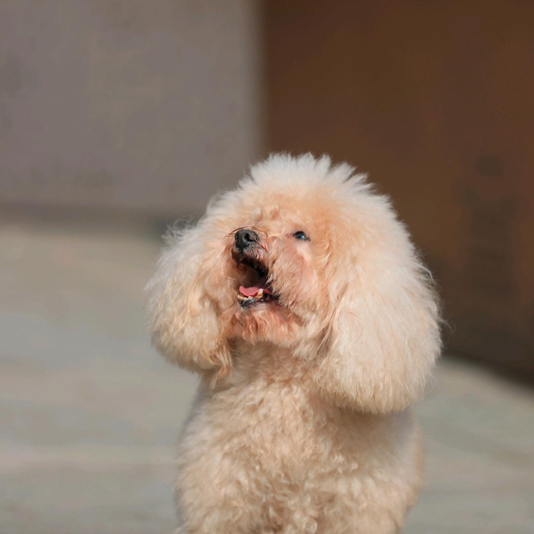 于伯在磨坊头像