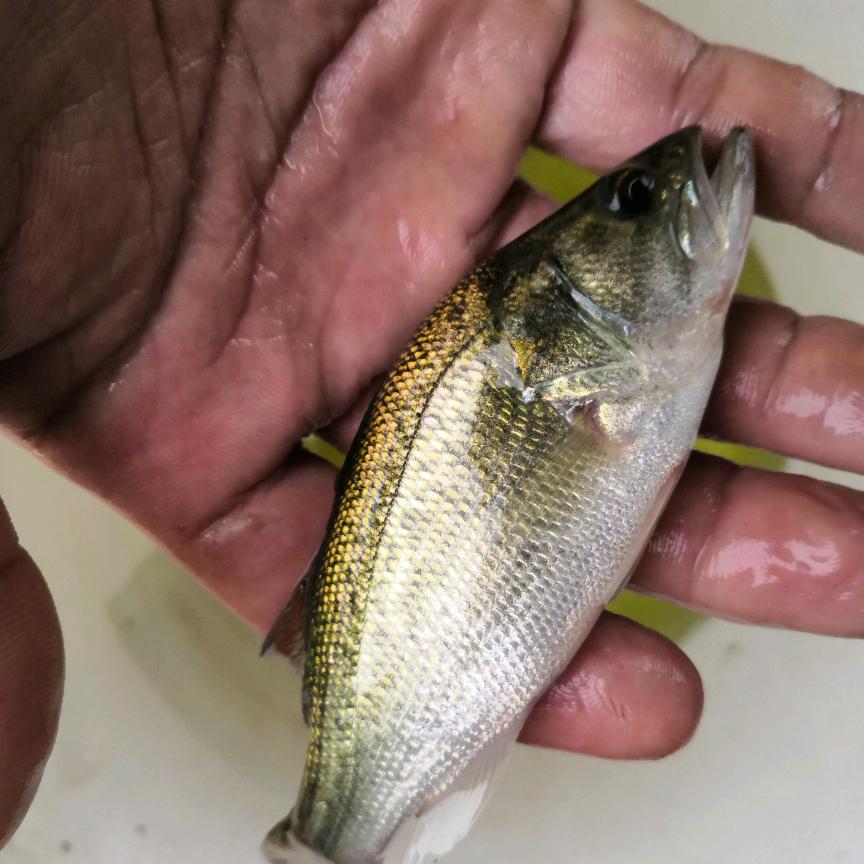 加州鲈鱼苗养殖