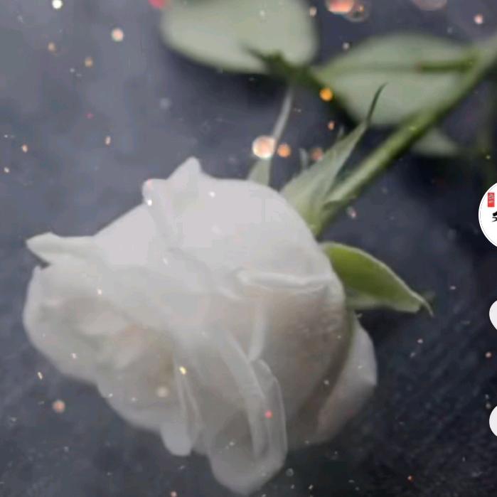 梦中的兰花花✺