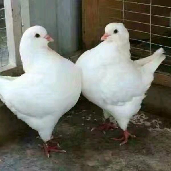 小司好物铺