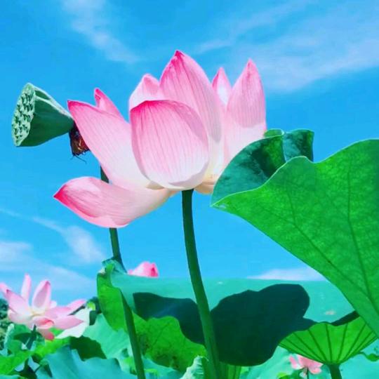 鱼花超市