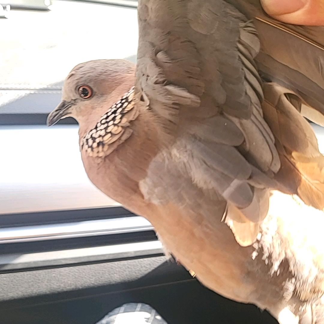 巢家大小姐的小狼狗