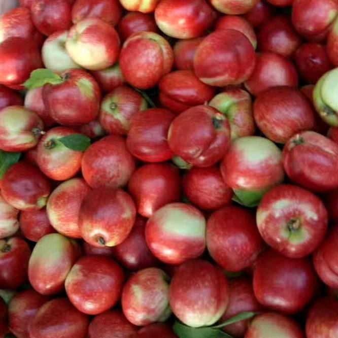 大自然的搬运工