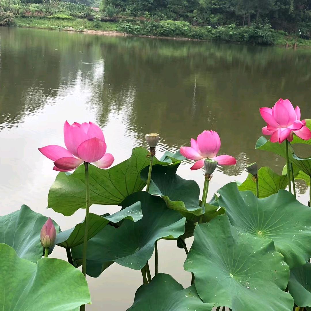 @四川好人🍎🍎