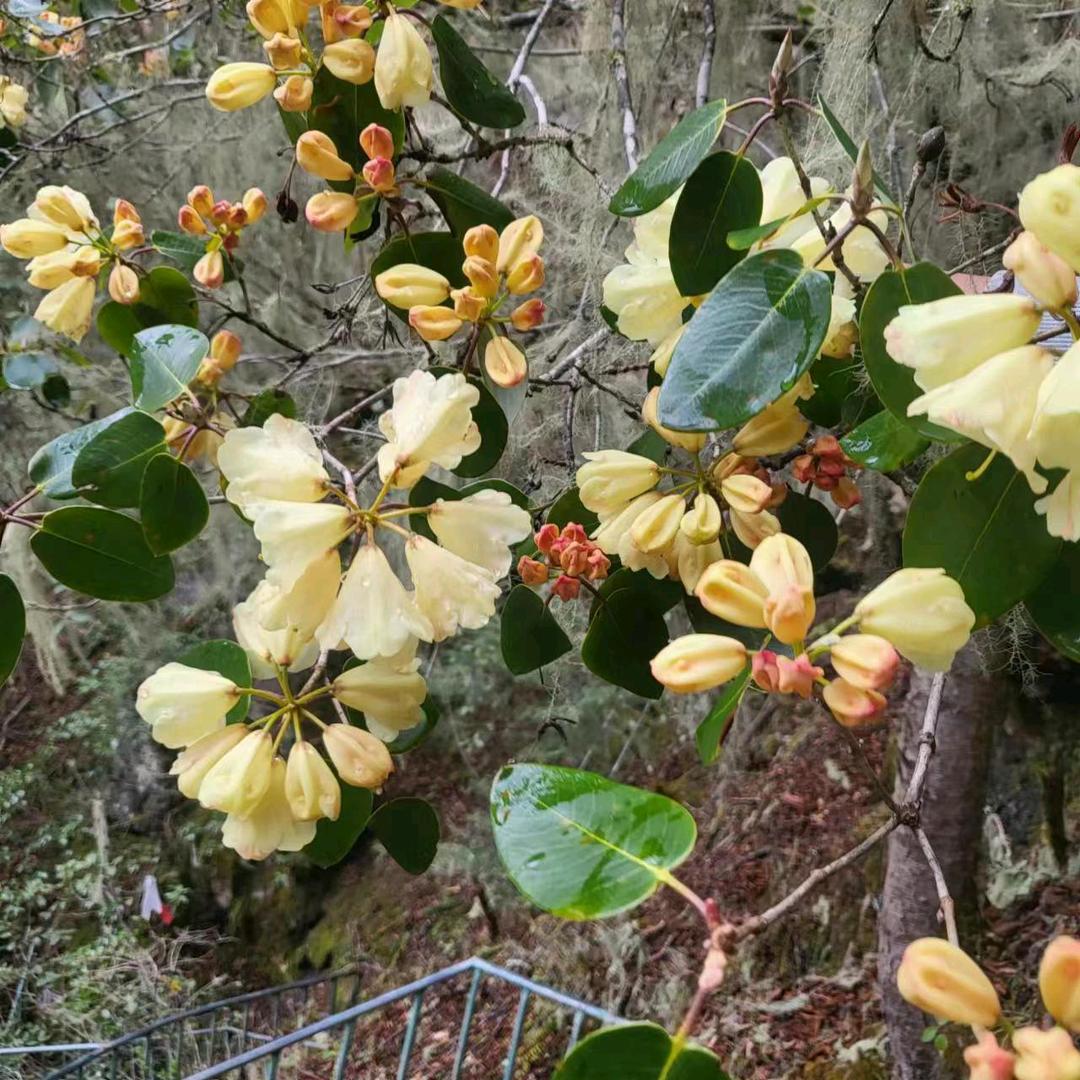 仙女山的月亮🌙