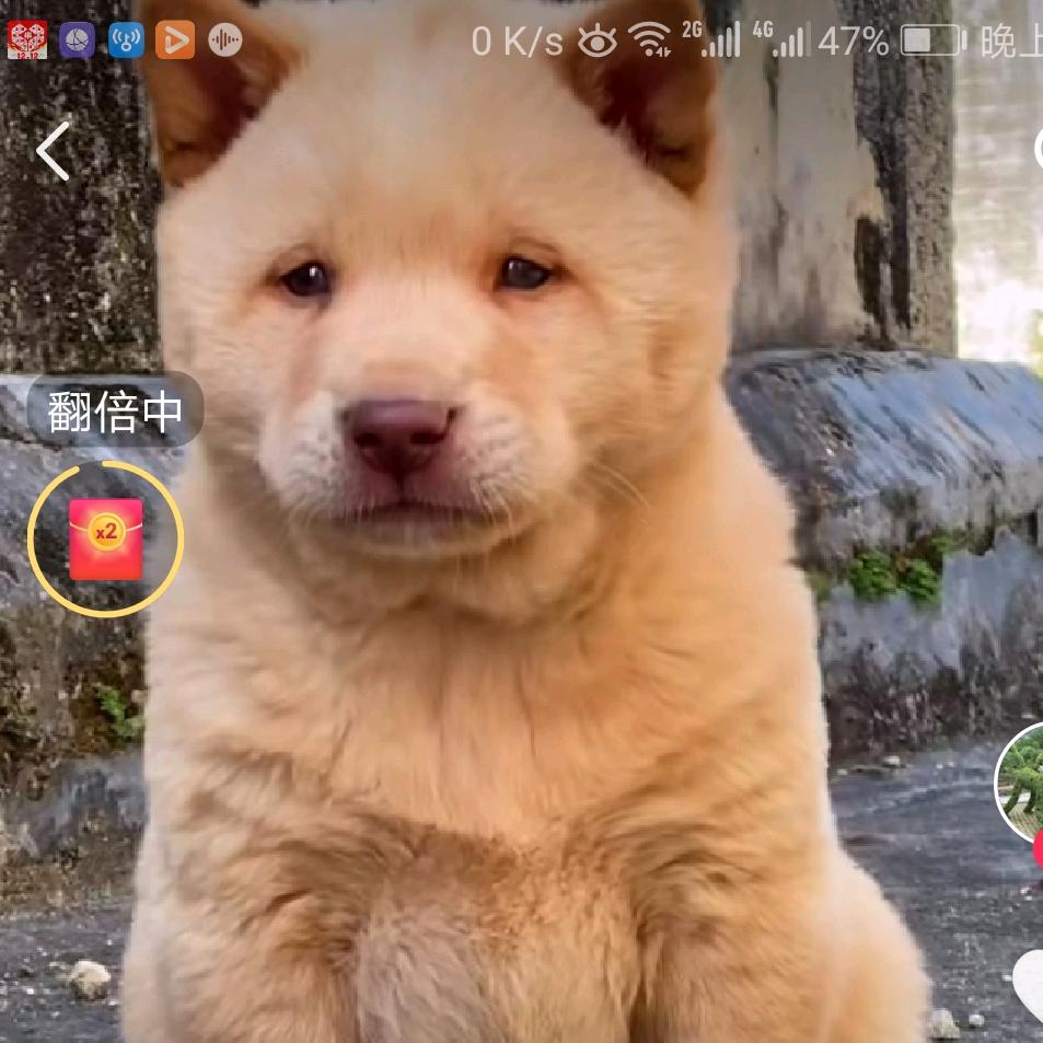 guangdongmao91