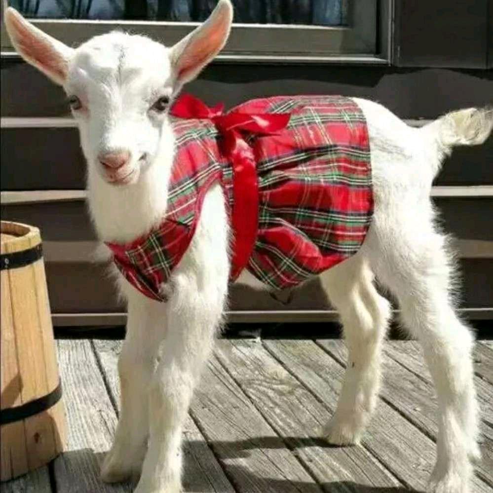 高山牧场鲜羊奶