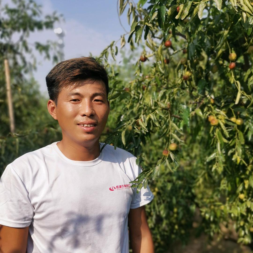 伯岗冬枣采摘园