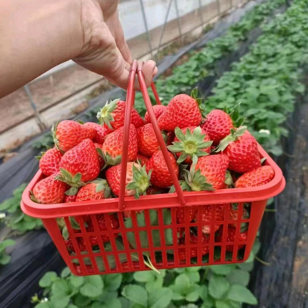 大位庄奶油草莓采摘园