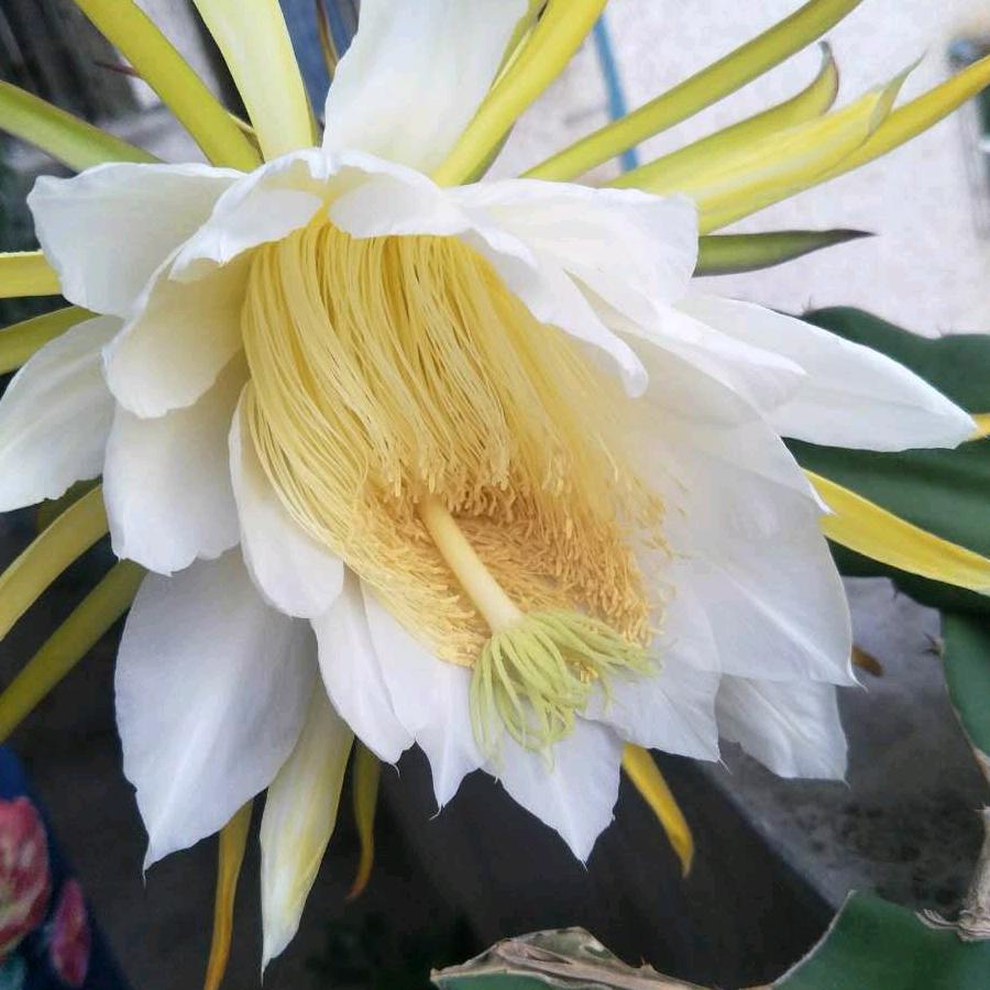 老黄的57岁歌单