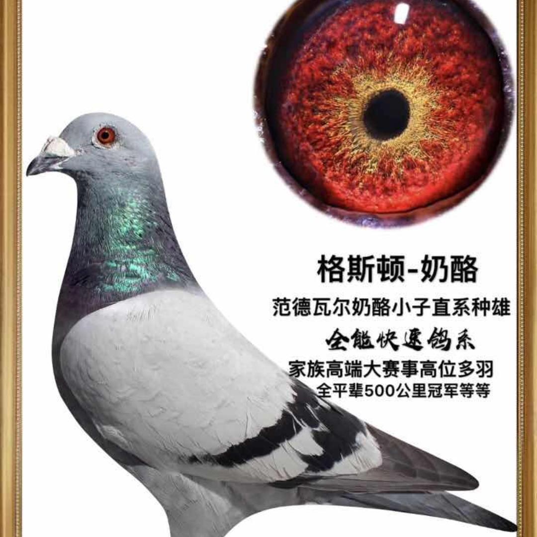 何氏皇朝鸽业