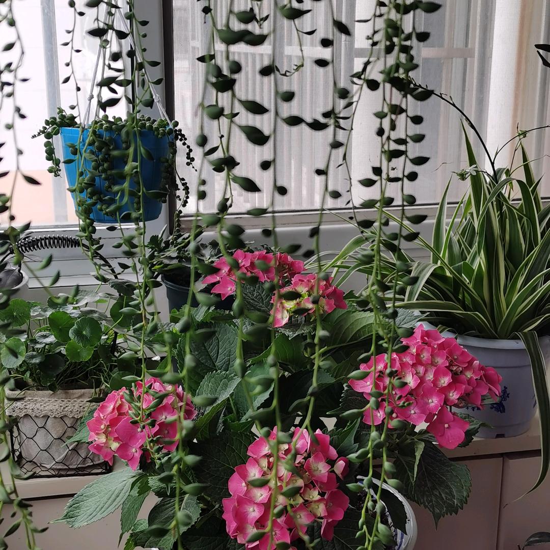 叶子花园.