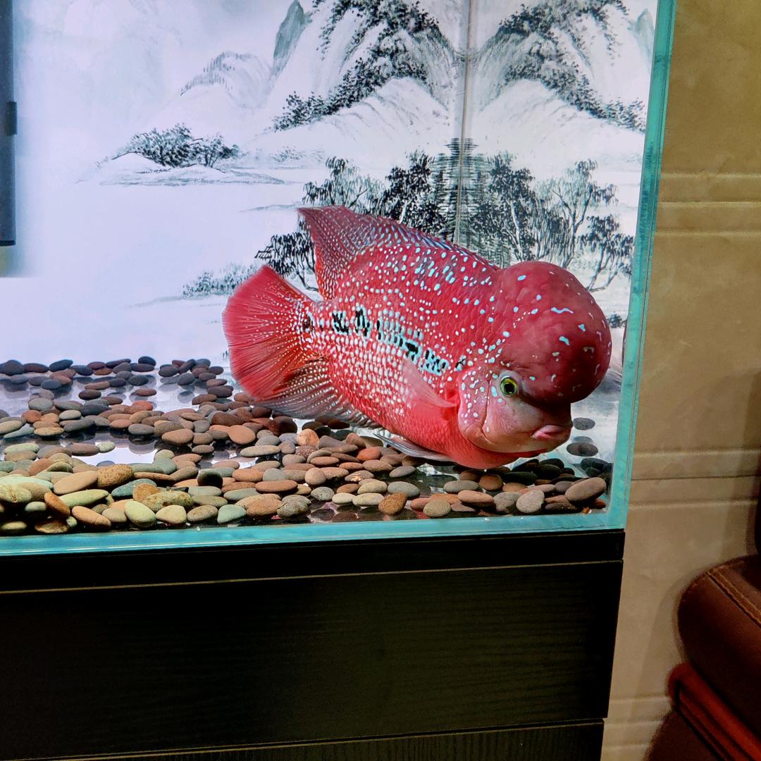 有家罗汉鱼(合润泰水族馆)