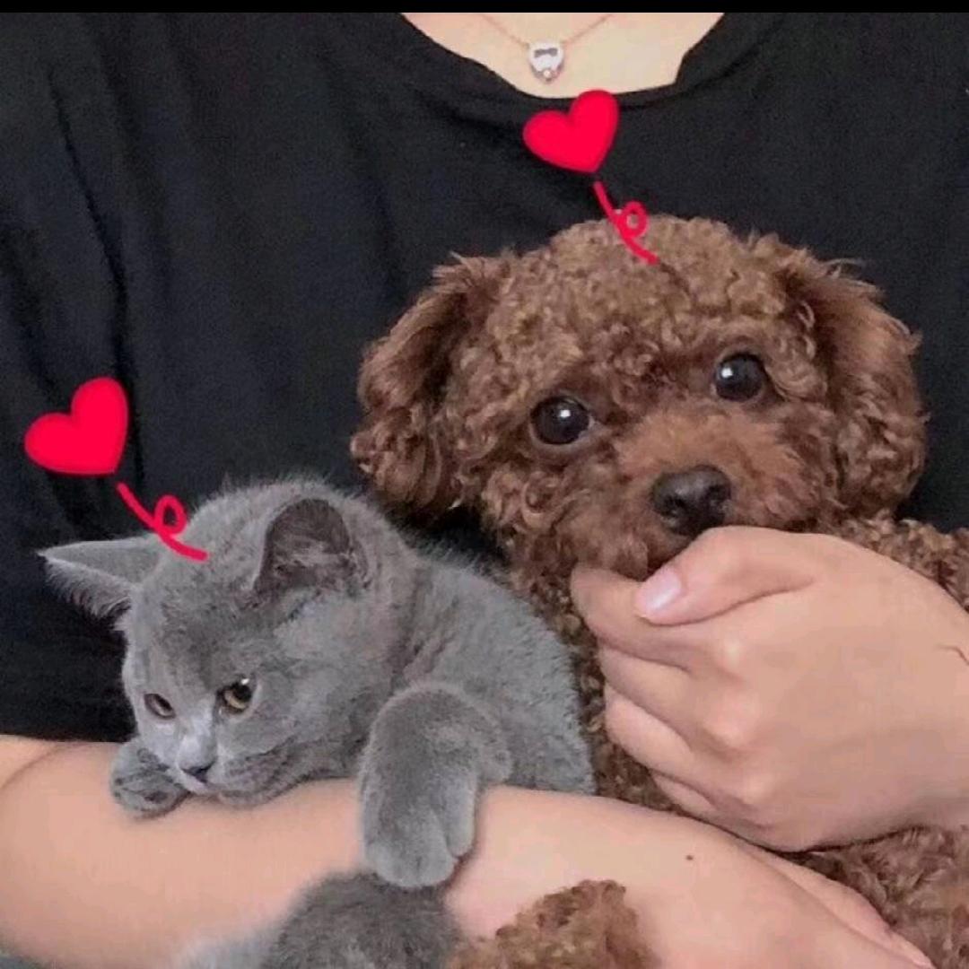 瞌睡超人