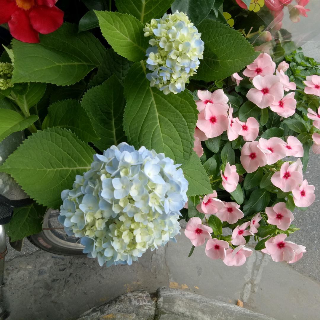 花开富贵，《张姐》