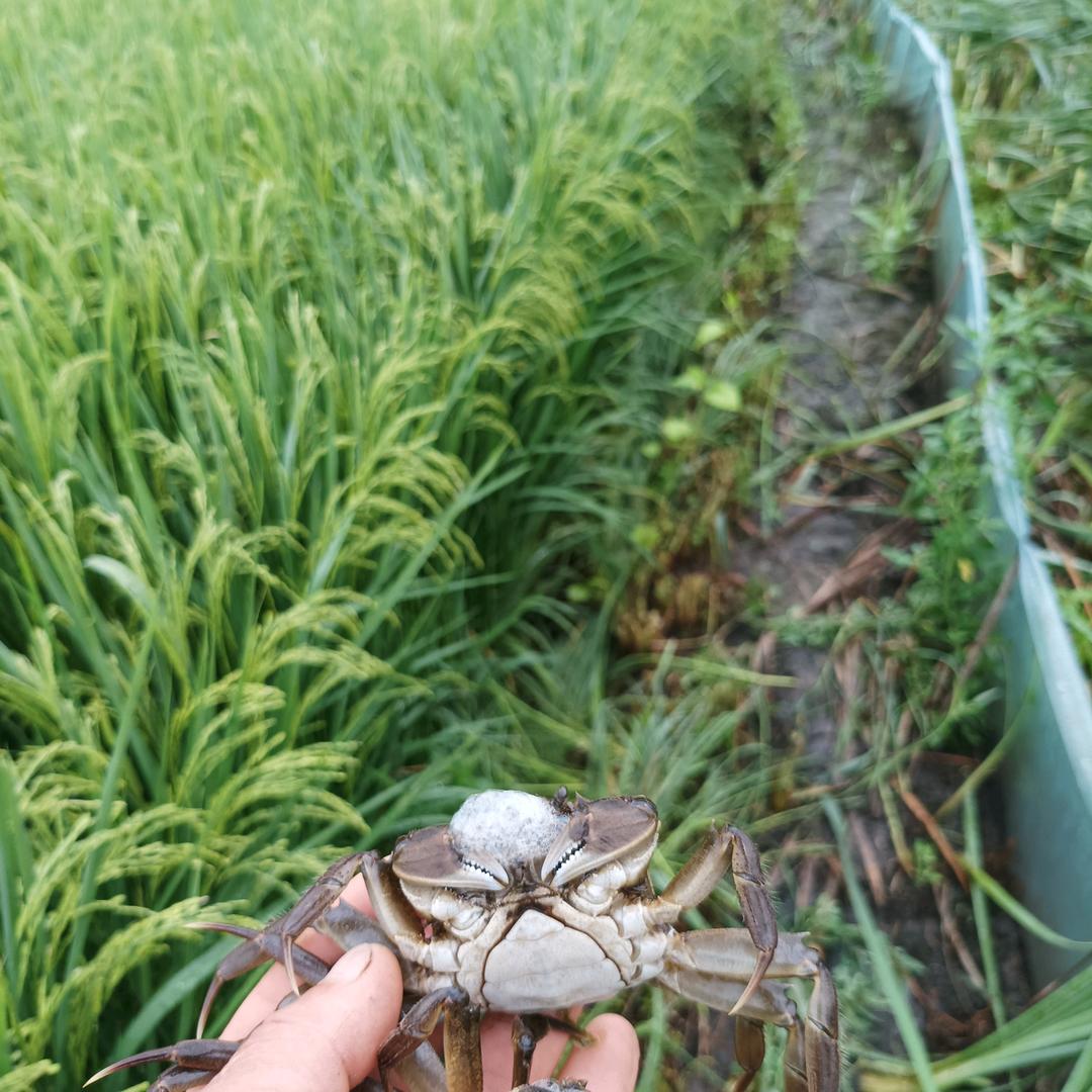 拓河湾种植农场