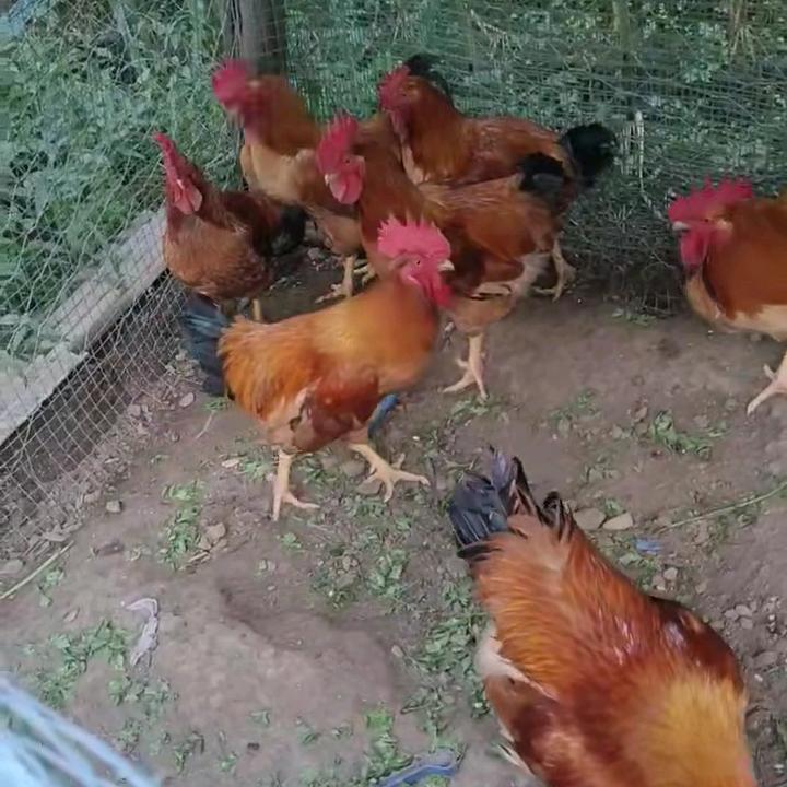 卖大公鸡小哥