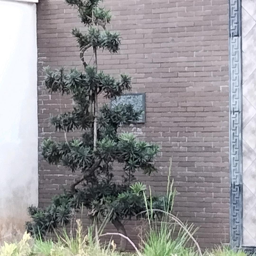 笑傲人生