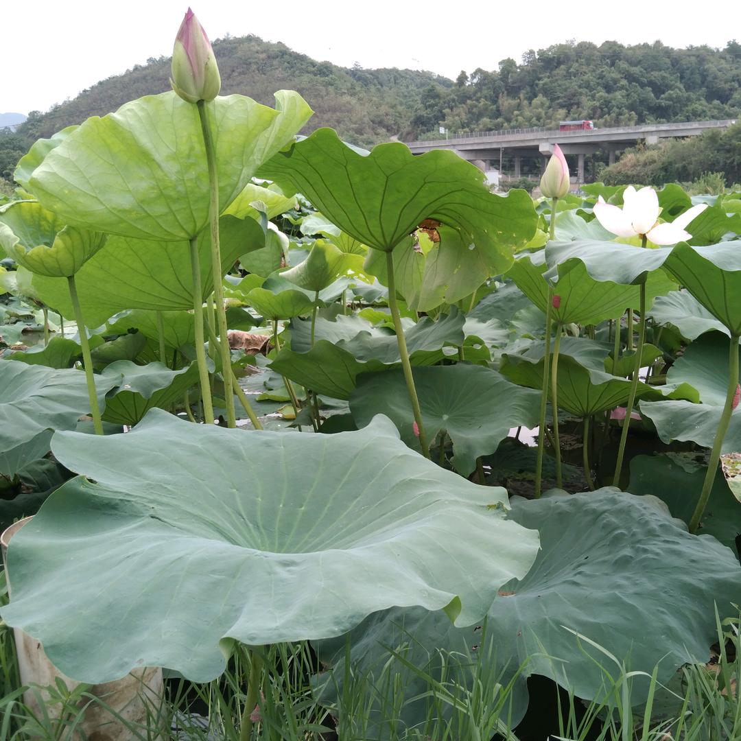 云溪区丽锦休闲农场（茉莉花钓场）