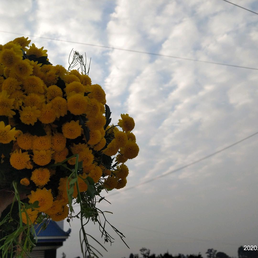 竹子花
