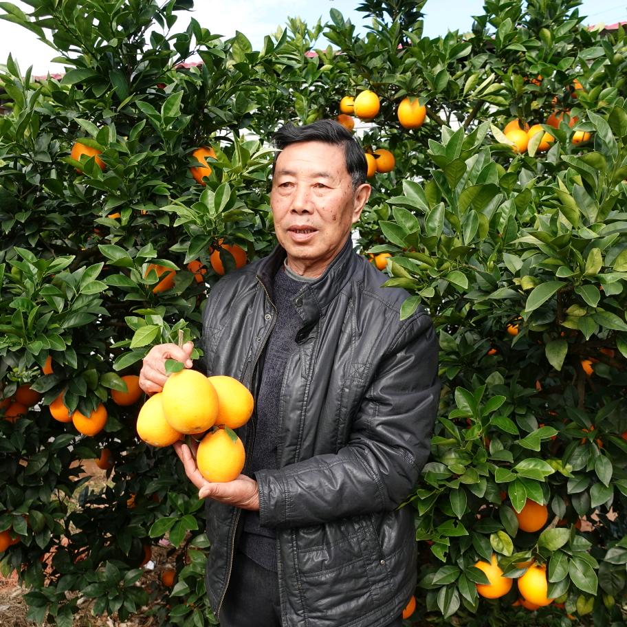 脐橙爷爷讲技术