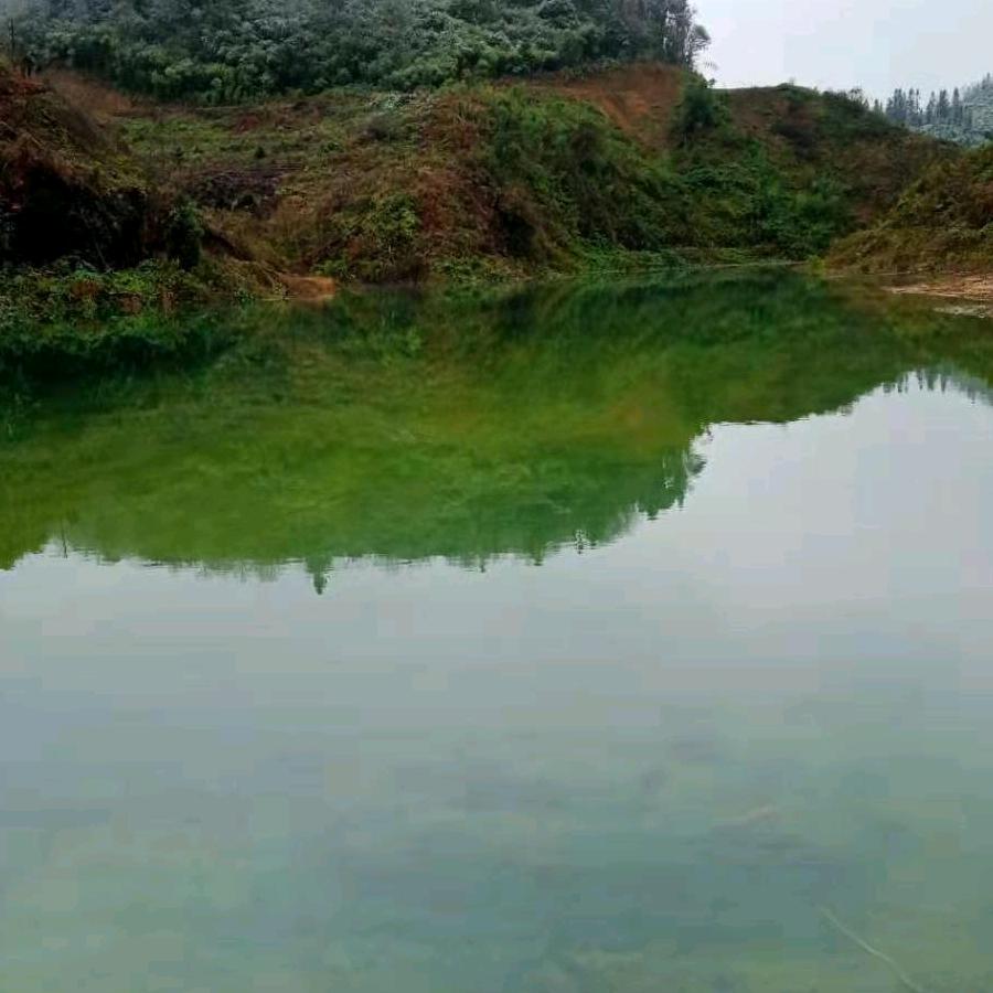 杜鹃