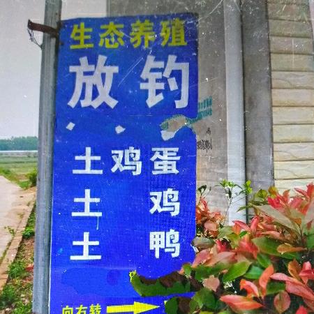 艳姐的生态养殖