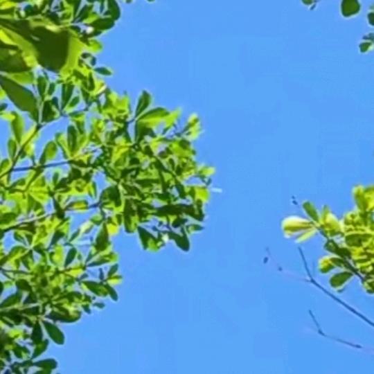 @张敏