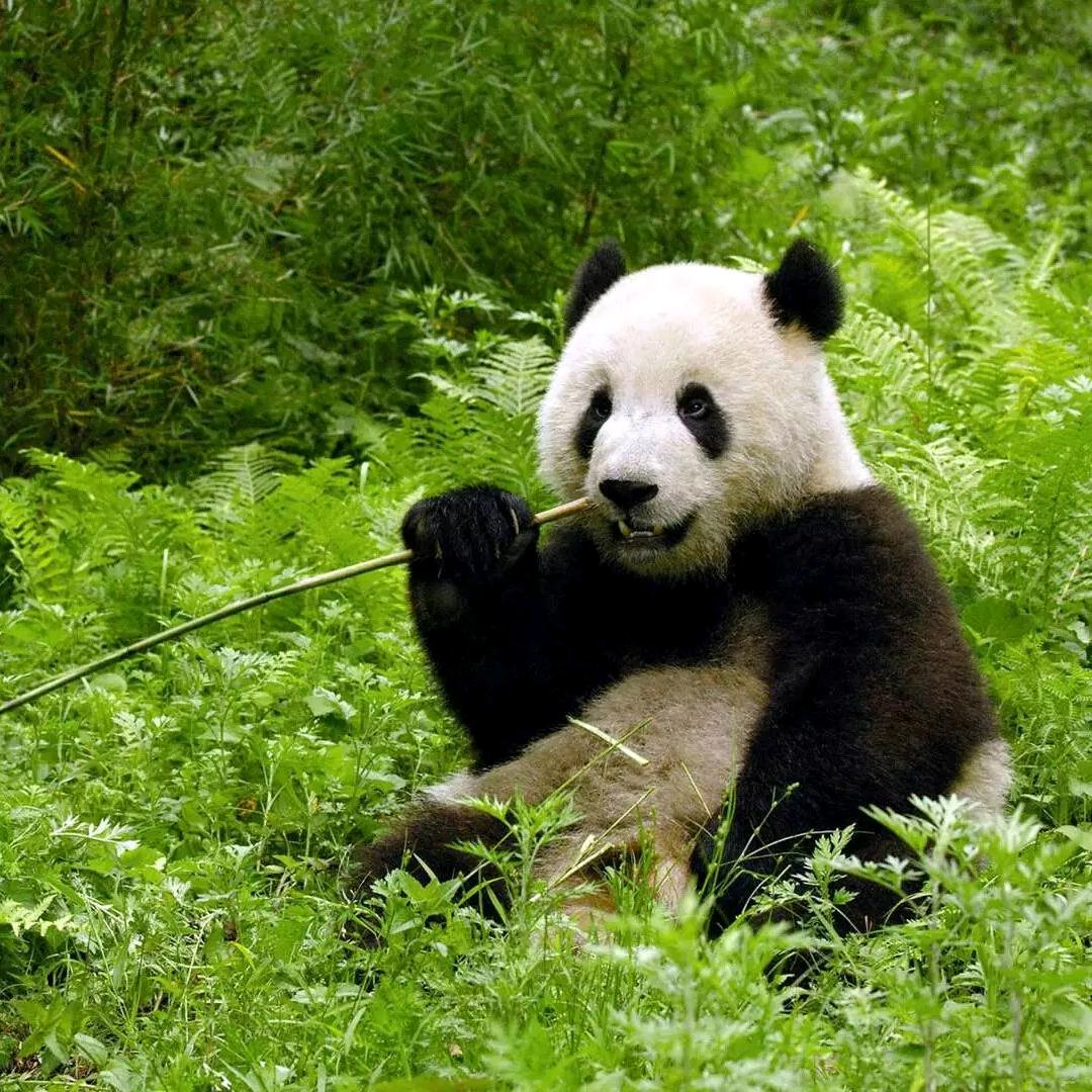 李二