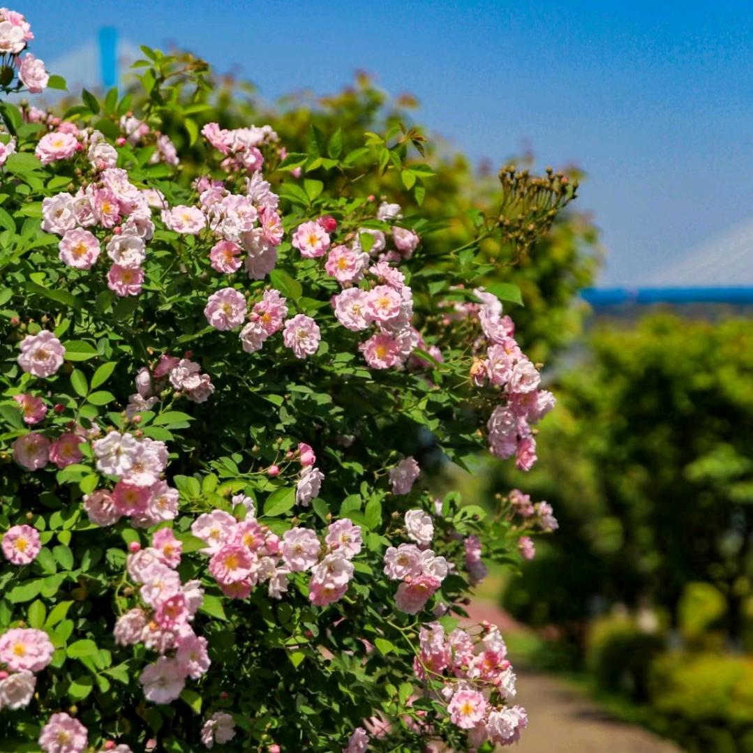 想放假的煎饼果子