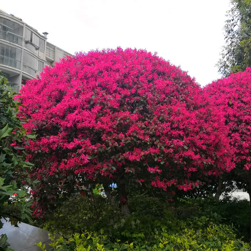 明天會更好