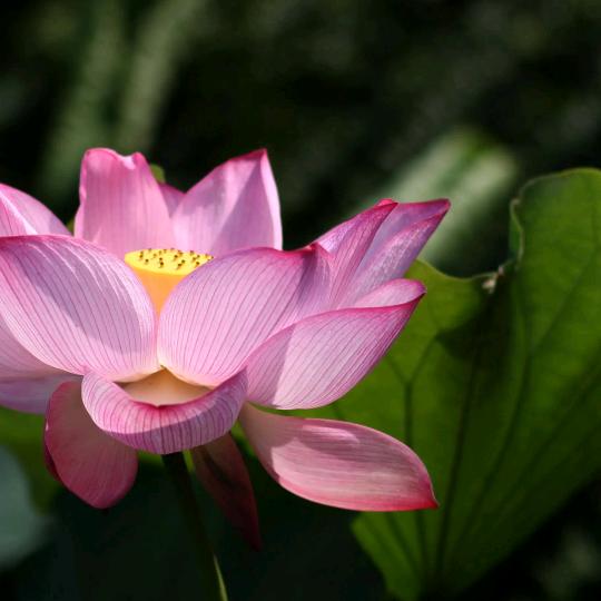 莲花❤️❤️